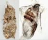 Phtheochroa rugosana